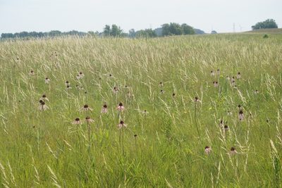 Hesperostipa spartea, photographed by Mike B