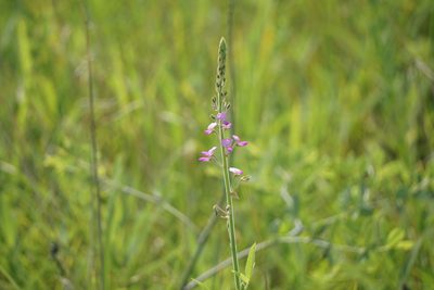 Desmodium illinoense, photographed by Mike B