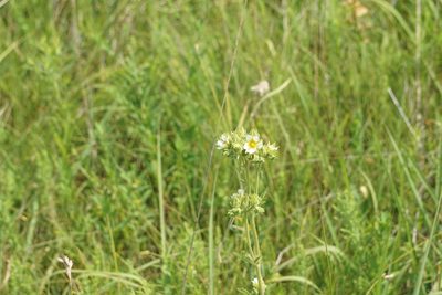 Drymocallis arguta, photographed by Mike B