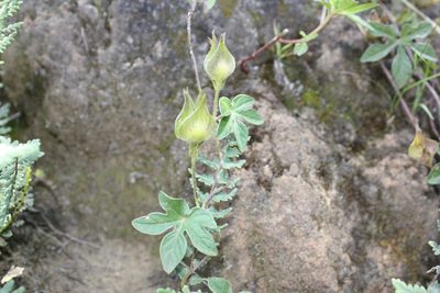 Ipomoea pubescens, photographed by Alexis López Hernández