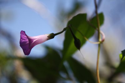 Ipomoea dumetorum, photographed by Alexis López Hernández