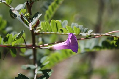 Ipomoea dumetorum, photographed by Alexis López Hernández