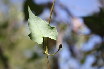 Ipomoea dumetorum, photographed by Alexis López Hernández
