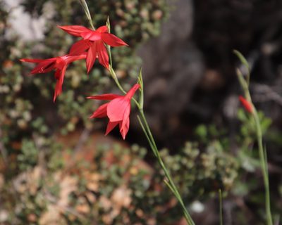 Gladiolus priorii, photographed by Tony Rebelo