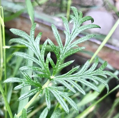 Potentilla litoralis, photographed by Caleb Catto