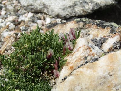 Trifolium nanum, photographed by Kaden Slone