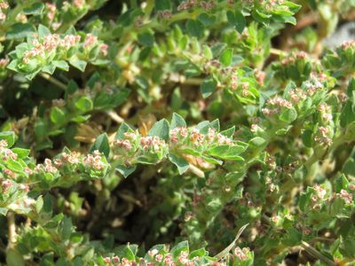 Euphorbia velleriflora, photographed by Alexis López Hernández