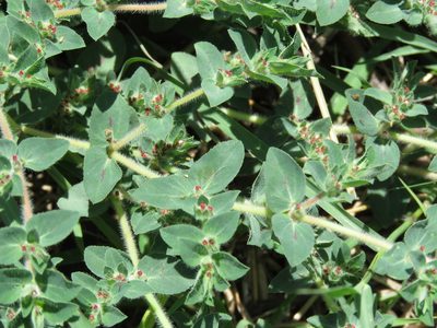 Euphorbia velleriflora, photographed by Alexis López Hernández
