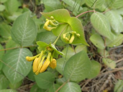 Lonicera hirsuta, photographed by Allan Harris
