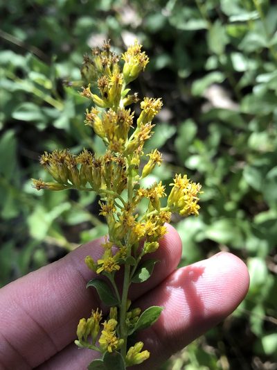 Solidago radula, photographed by Sam Kieschnick
