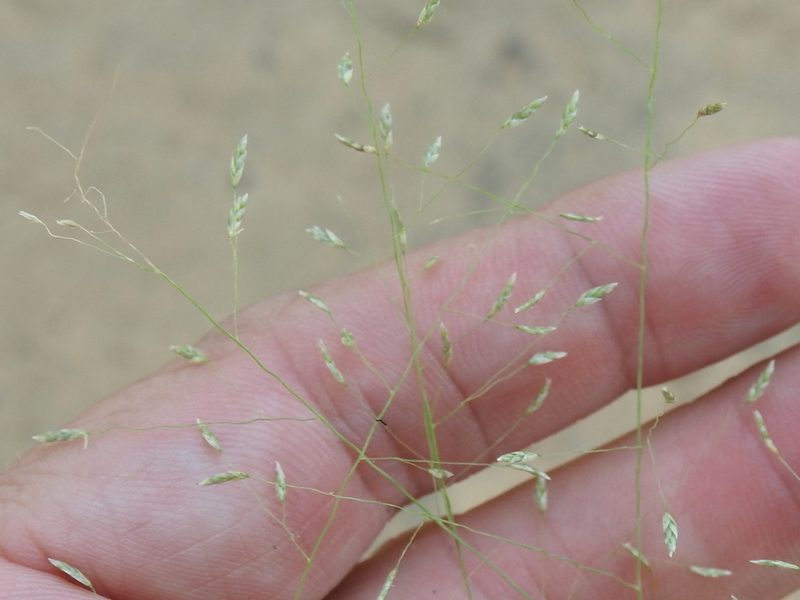 Eragrostis trichodes, photographed by Sam Kieschnick