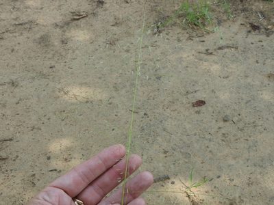 Eragrostis trichodes, photographed by Sam Kieschnick