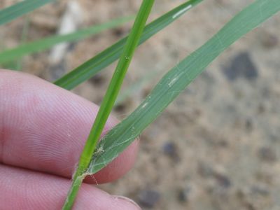 Eragrostis trichodes, photographed by Sam Kieschnick
