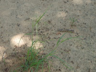 Eragrostis trichodes, photographed by Sam Kieschnick