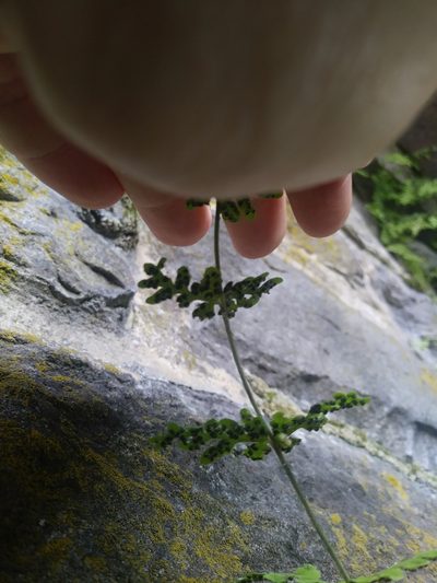 Cystopteris tennesseensis, photographed by Chris Hoess