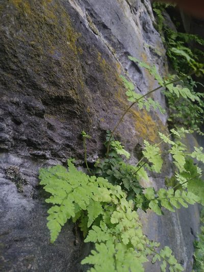Cystopteris tennesseensis, photographed by Chris Hoess