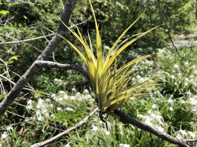 Tillandsia achyrostachys, photographed by Luis F. Ramírez