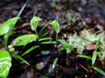Pterostylis brumalis, photographed by Jacqui Geux
