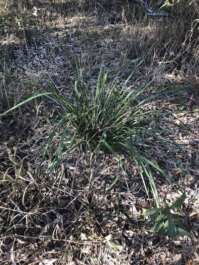 Dianella brevipedunculata, photographed by elawrey