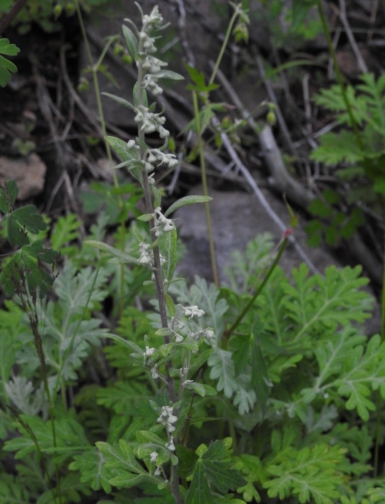 Artemisia franserioides, photographed by Laura Gaudette