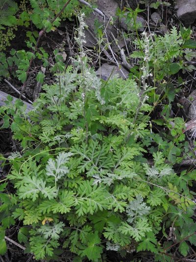 Artemisia franserioides, photographed by Laura Gaudette