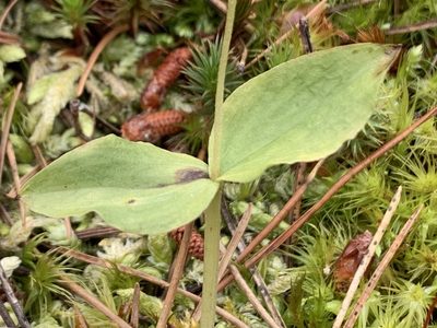 Neottia banksiana, photographed by davidbroadland