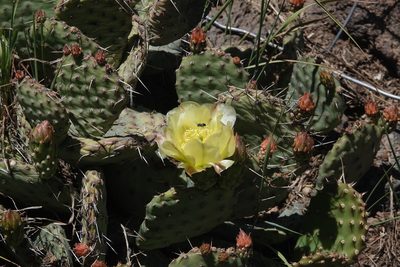 Opuntia aurea, photographed by desertnaturalist