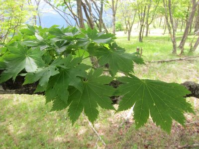 Acer shirasawanum, photographed by Marco Mussita
