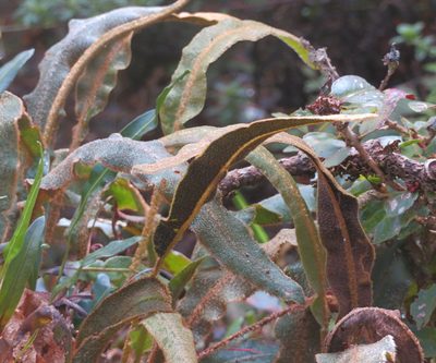 Elaphoglossum paleaceum, photographed by Cos