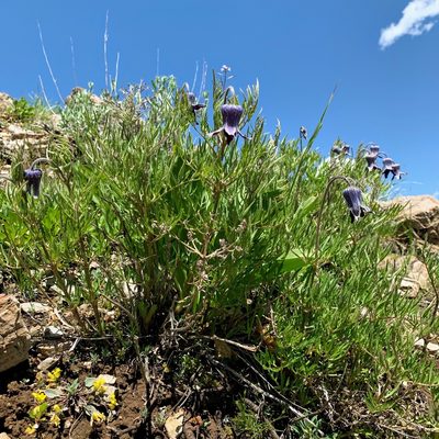 Clematis hirsutissima, photographed by Whitney Brook Matson
