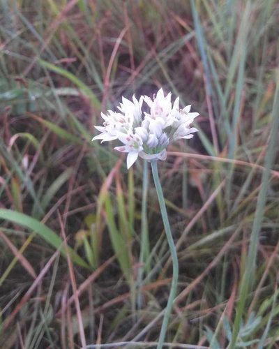 Allium ramosum, photographed by Юлия