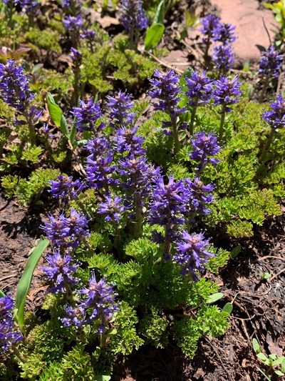 Veronica paysonii, photographed by Whitney Brook Matson