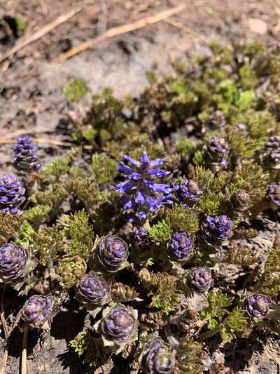 Veronica paysonii, photographed by Whitney Brook Matson
