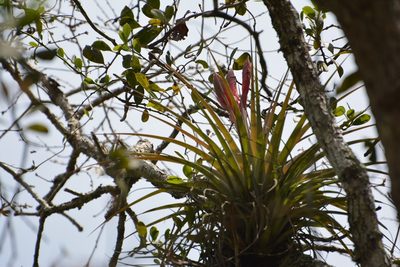 Tillandsia zoquensis, photographed by Neptalí Ramírez Marcial