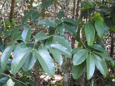 Elaeodendron xylocarpum, photographed by Neptalí Ramírez Marcial
