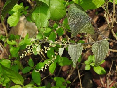 Dioscorea spiculiflora, photographed by Neptalí Ramírez Marcial