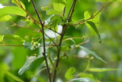Acalypha leptopoda, photographed by Neptalí Ramírez Marcial