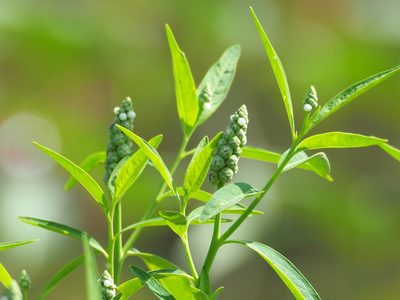 Sphenoclea zeylanica, photographed by 葉子