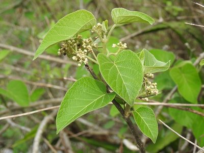 Ruehssia gualanensis, photographed by Neptalí Ramírez Marcial