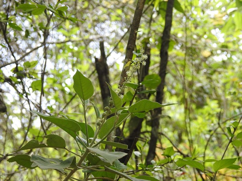 Croton morifolius, photographed by Neptalí Ramírez Marcial