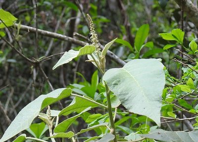 Croton morifolius, photographed by Neptalí Ramírez Marcial