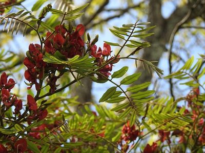 Harpalyce formosa, photographed by Neptalí Ramírez Marcial