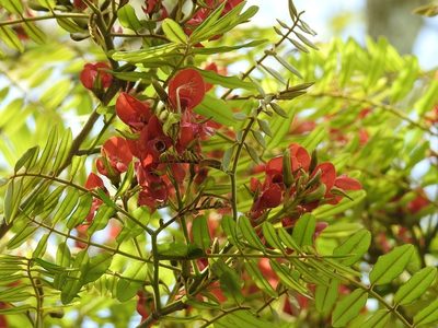 Harpalyce formosa, photographed by Neptalí Ramírez Marcial