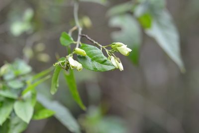 Asemeia floribunda, photographed by Neptalí Ramírez Marcial