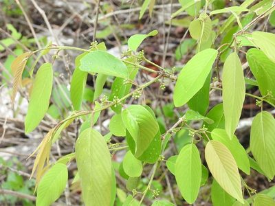 Karwinskia calderonii, photographed by Neptalí Ramírez Marcial