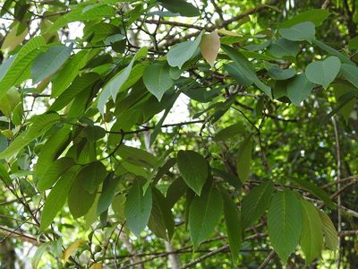 Karwinskia calderonii, photographed by Neptalí Ramírez Marcial