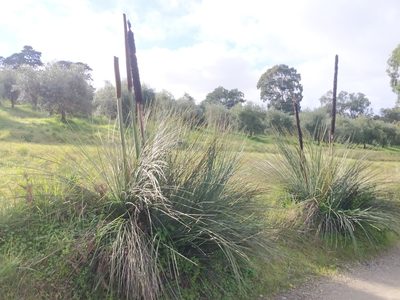 Xanthorrhoea semiplana, photographed by Cobi Calyx