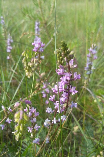 Oxytropis glabra, photographed by Юлия