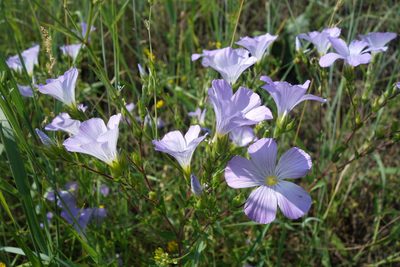 Linum hirsutum, photographed by Aleksei Baushev
