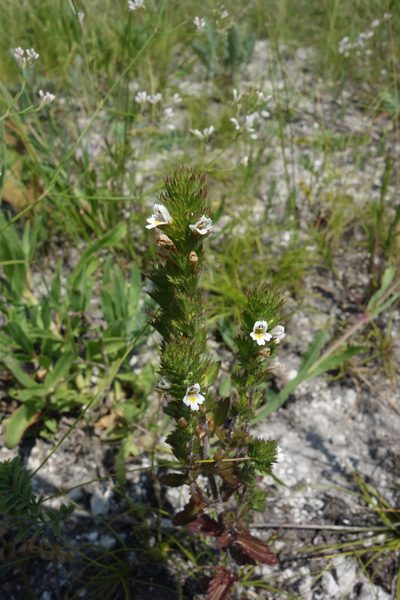 Euphrasia pectinata, photographed by Aleksei Baushev